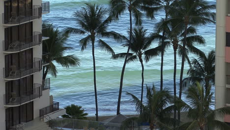 Waikiki-Palmeras-Y-Olas.