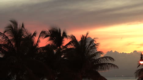 Palmas-De-Waikiki-Y-Resplandor-Del-Atardecer