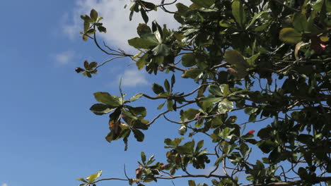 Almond-tree