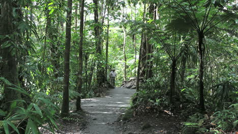 Dominica-Regenwald-Mit-Mann-Auf-Der-Spur