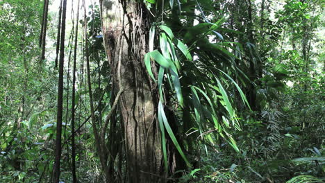 Dominica-Regenwald-Blätter-In-Der-Sonne