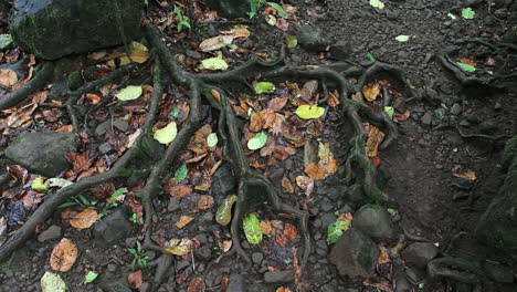 Moorea-leaves-and-roots