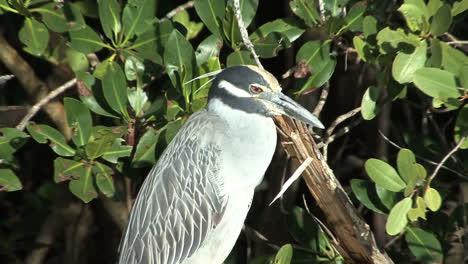 Sanibel-zooms-in-on-night-heron