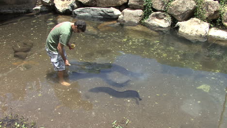 Huahine-man-feeding-eels