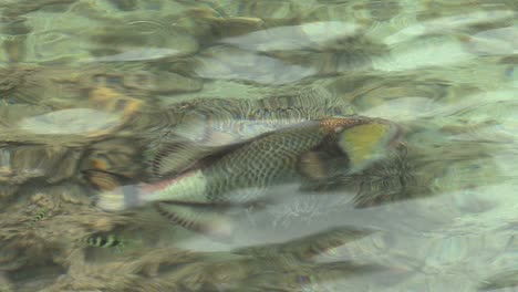 Papageienfisch-In-Klarem-Wasser