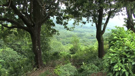Moorea-forest-in-valley-below