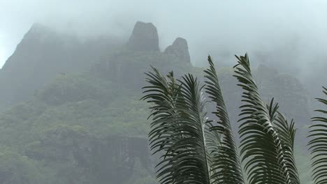Moorea-ferns-and-misty-montaña