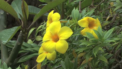 Moorea-Allamanda-Blume