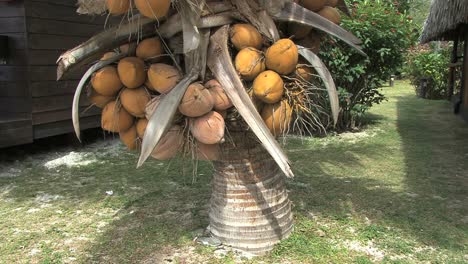 Moorea-coconuts-on-low-tree