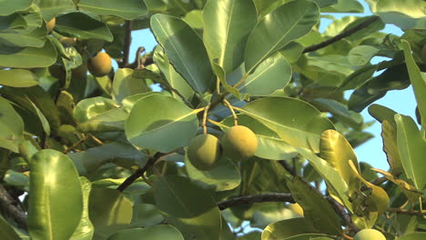 Raiatea-tree-with-round-fruit-1