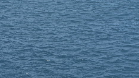 Raiatea-bird-flies-over-blue-water