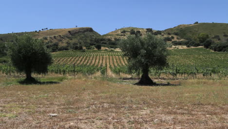 Andalusien-Olivenbäume-Und-Weinreben