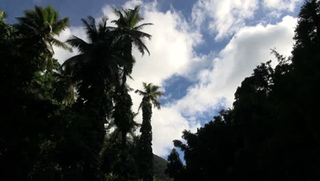 St-Lucia-Tropische-Wolken-Und-Palmen-Zeitraffer