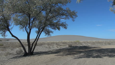 Idaho-Bruneau-Dunas-De-Arena-Y-árbol-Sx