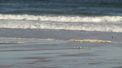 Salisbury-Beach-Ma-Kleine-Vögel