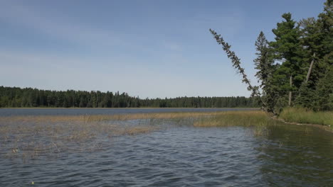 Minnesota-Lake-Itasca-leaning-tree