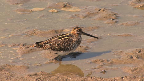 Missouri-snipe-looking-around