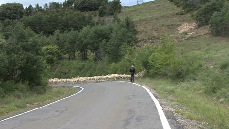 Spanien-Pyrenäen-Schafe-überqueren-Straße-Zoom-1
