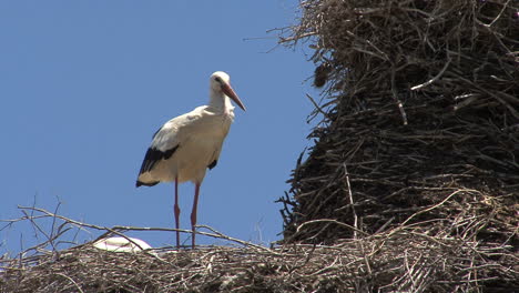 Spanien-Storch-Auf-Nest-3-Rüschenfedern