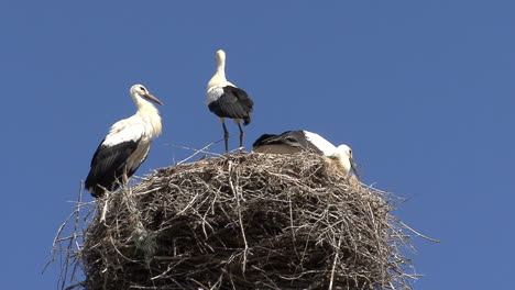 Spanien-Störche-Auf-Einem-Nest