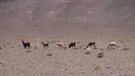 Chile-Atacama-llamas-graze-in-taupe-desert-5