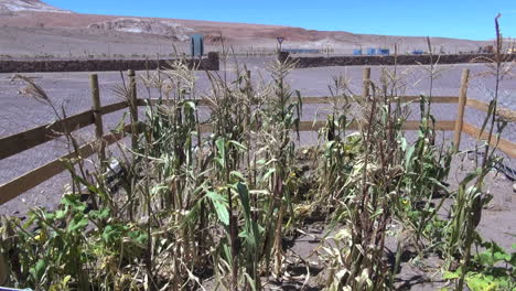 Chile-Atacama-Luchando-Cultivo-De-Maíz-2