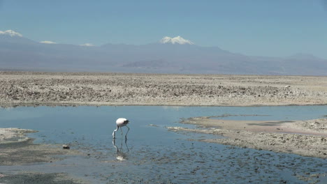 Chile-Atacama-Laguna-Chaxa-neck-in-shallow-water-9