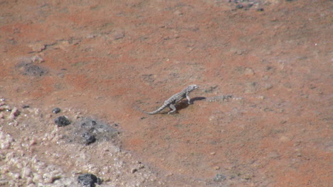 Chile-Atacama-Laguna-Chaxa-Lagarto-Plantea-Luego-Dardos-17