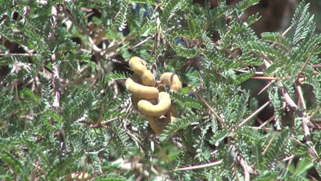 Chile-Atacama-long-thorns-and-yellow-pod