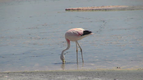 Atacama-flamingo-feeds-in-the-Laguna-de-Chaxa
