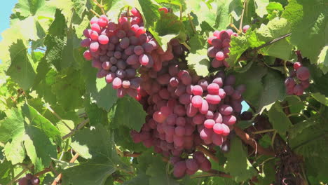 Chile-Colchagua-Valley-grapes-]