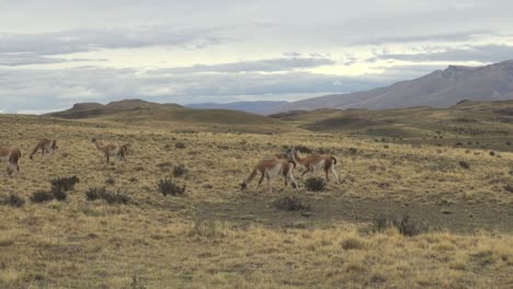 Torres-Del-Paine-Guanacos-S