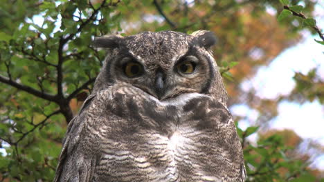Patagonia-owl-turns-head-blinks