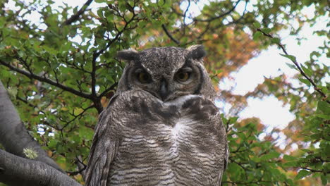 Patagonia-owl-zoom-out