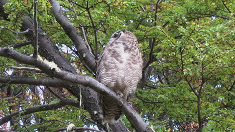 Patagonia-owl-turns-head-all-way