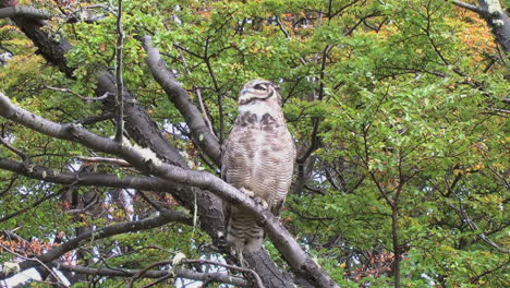 Búho-Patagonia-Rasca-E-Hincha-Las-Plumas