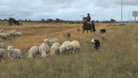 Patagonien-Schafe-Hüten-2.