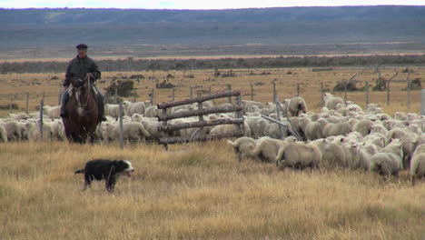 Patagonien-Schafe-Durch-Das-Tor-Hüten
