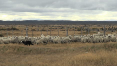 Patagonien-Schaf-Und-Hund