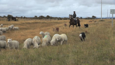 Patagonien-Schaf-Und-Hirte