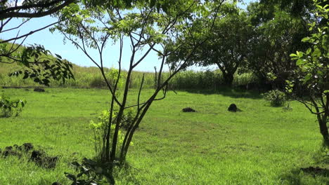 Easter-Island-Anakena-grassy-meadow-horses-10