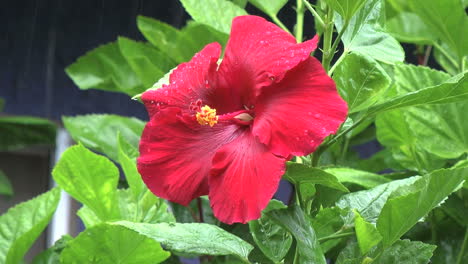 Isla-De-Pascua,-Lluvia,-Cae,-Magenta,-Hibisco,-4b