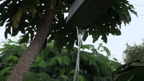 Easter-Island-rain-streams-parallel-to-tree-trunk-1