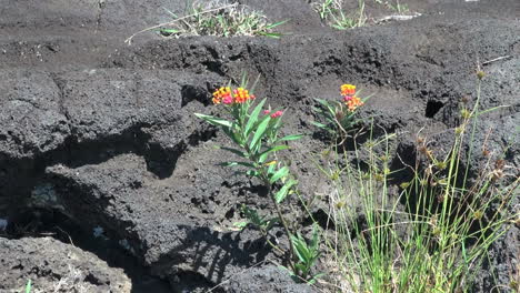 Osterinsel-Lavagestein-Und-Blume-1