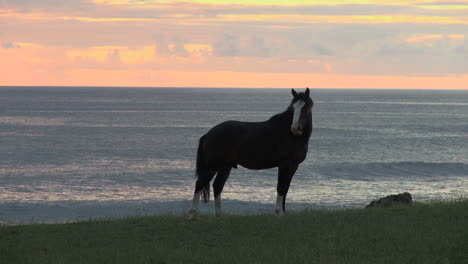 Osterinsel-Tahai-Bluff-Horse-Sonnenuntergang-8