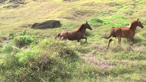 Rapa-Nui-horses-on-a-slope