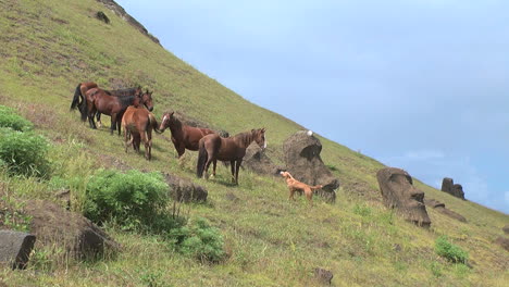 Grandes-Caballos-De-Goma-En-La-Cantera