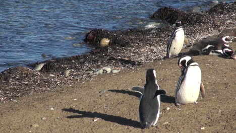 Los-Pingüinos-De-La-Patagonia-Magdalena-Estiran-Y-Aletean-9a