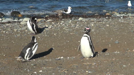 Pingüinos-De-La-Patagonia-Magdalena-Muestran-Plumaje-14b
