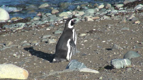 Pingüino-Patagonia-Magdalena-Muestra-Rayas-Y-Espalda-17b